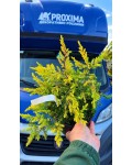 Ялівець Санфлаер (Juniperus conferta Sunflower) у садовому центрі Проксіма